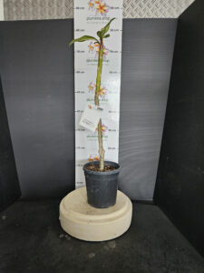 Plumeria rubra "Nui Delight"