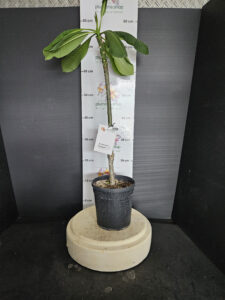 Plumeria rubra "Phantom"