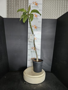Plumeria rubra "Princess Madira"