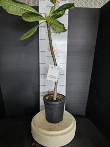 Plumeria rubra "Scarlet Night"