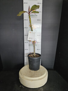 Plumeria rubra "Angel Crown"
