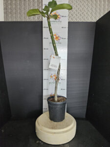 Plumeria rubra "Princess Madira"