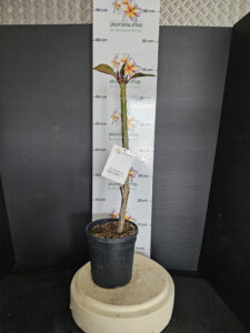 Plumeria rubra "Angel Crown"