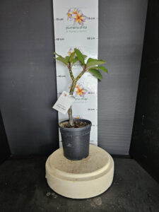 Plumeria rubra "Orange Caramel"