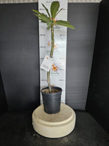 Plumeria rubra "Kukiat Purple Moon"