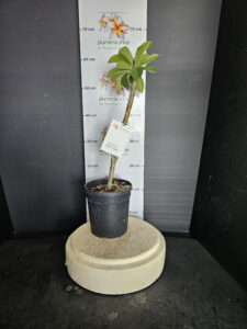 Plumeria rubra "Mont Blanc"