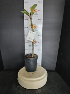 Plumeria rubra "Orange Caramel"
