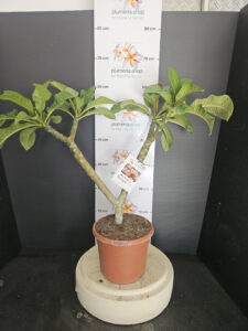 Plumeria rubra "Boutique"