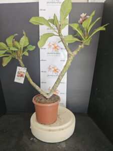 Plumeria rubra "Boutique"